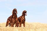 SETTER IRLANDAIS 046